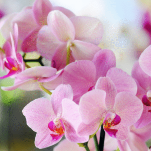 Jardín de Orquídeas